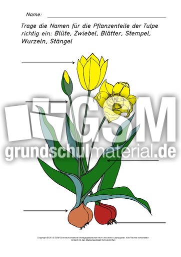 Teile-der-Tulpe-beschriften-2.pdf